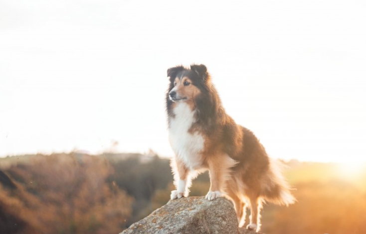 快手信息流推广销售哪些产品呢？ 快手信息流代运营哪家好？