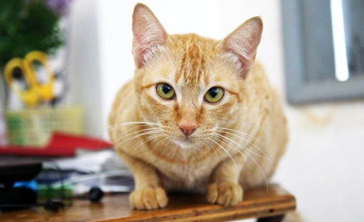 快手短视频广告怎么做？快手现在跑广点通成本需要多少钱呢?