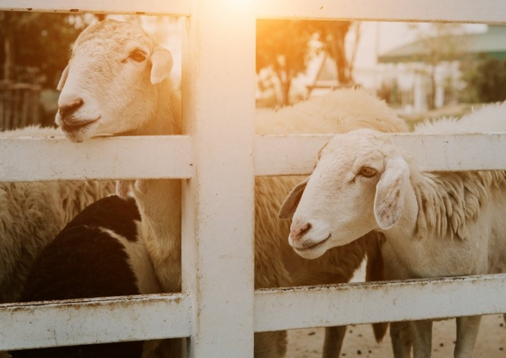 快手信息流广告投放效果如何？ 快手信息流开户费用需要多少钱？