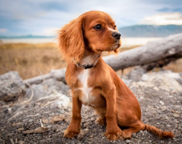 快手广告政策有哪些？快手现在跑假发成本需要多少钱呢？