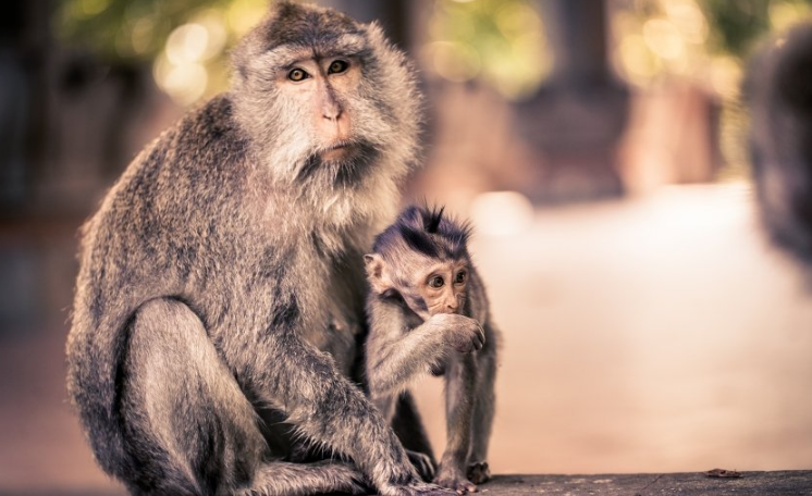 快手短视频广告怎么做？快手短视频现在跑农业成本需要多少钱呢？