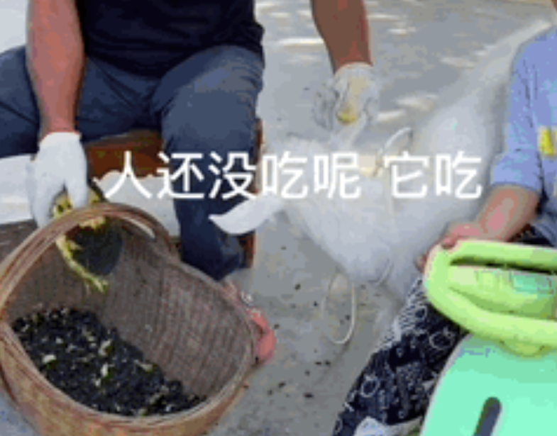 磁力金牛官网-快手电商商家广告投放平台