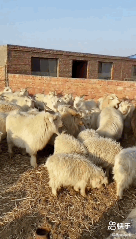 快手推广代运营 快手推广代运营