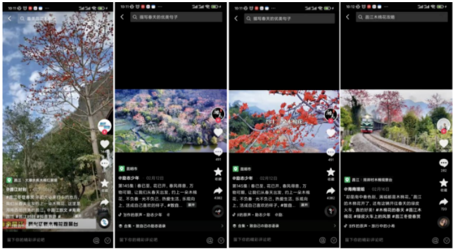 黎乡木棉花成功出圈