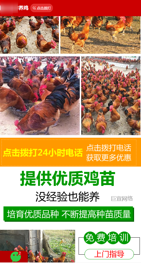 【农林牧渔加盟】-【家禽养殖】客户投放快手广告落地页样式图3